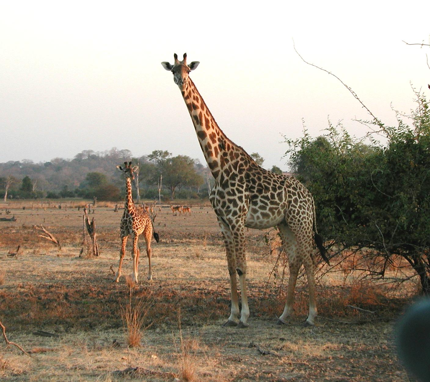 Kenia
