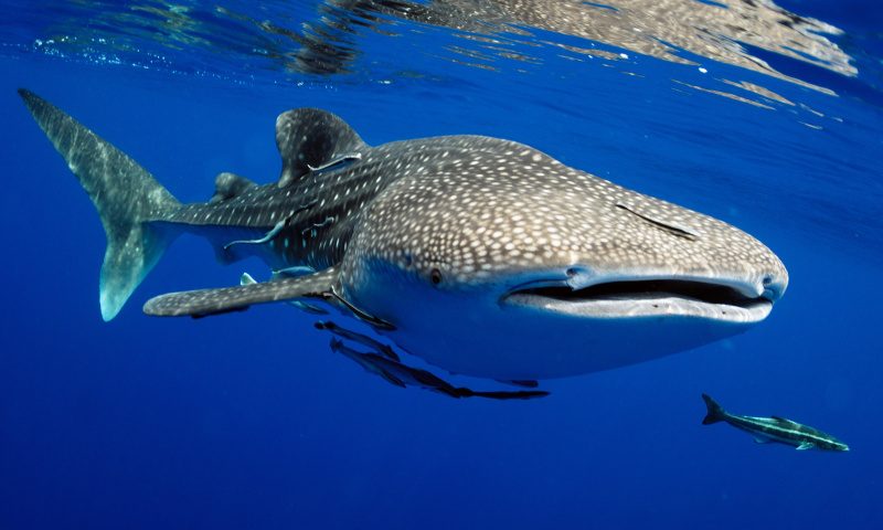 Whaleshark Whaleshark